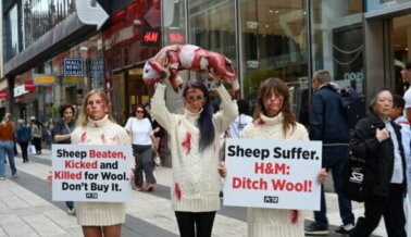 Las ovejas sufren por la lana: PETA exige a H&M que deje de venderla