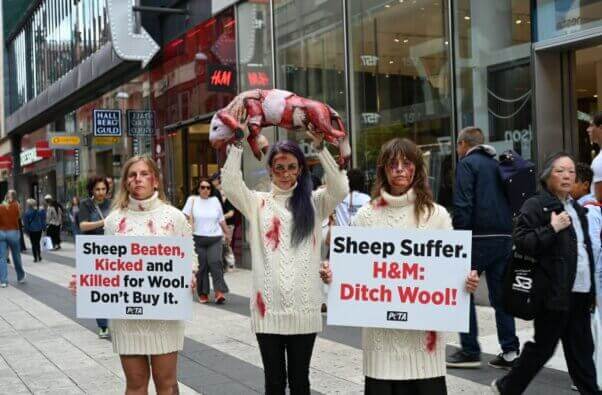 animal defenders in a DEMO carrying signs and the body of a fake sheep