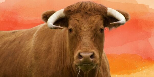 bull looking at the camera