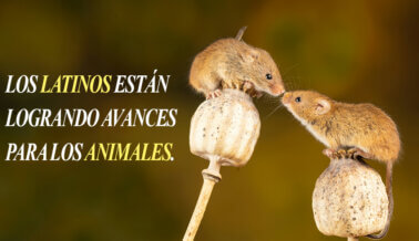 Mes de la Herencia Hispana: Celebramos un año de avances para los animales con PETA Latino