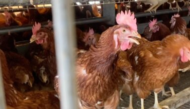 El infierno de las gallinas en Hilliker’s: la verdad detrás del engaño de los huevos “libres de jaulas”