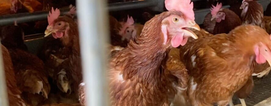 El infierno de las gallinas en Hilliker’s: la verdad detrás del engaño de los huevos “libres de jaulas”