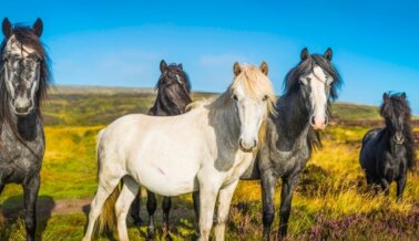 ÚLTIMO MOMENTO: NYC pondrá fin a los paseos en carruajes tirados por caballos. PETA aportará $50 000