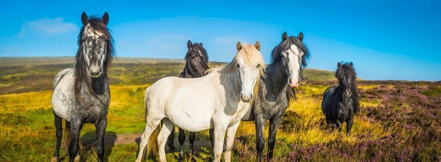 ÚLTIMO MOMENTO: NYC pondrá fin a los paseos en carruajes tirados por caballos. PETA aportará $50 000