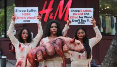 Las ovejas sufren por la lana: PETA exige a H&M que deje de venderla