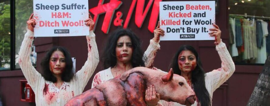 Las ovejas sufren por la lana: PETA exige a H&M que deje de venderla