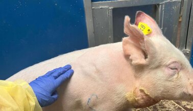 Cerdos mueren solos tras cirugías invasivas en el laboratorio de ataques cardíacos de la UMass Chan