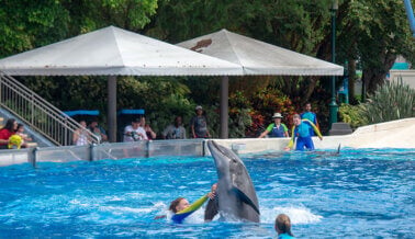 ¡Exige a Travelzoo y H-E-B que dejen atrás la crueldad de SeaWorld!