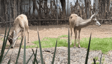 Más de 1500 animales murieron en cinco años: dentro del Zoológico de Chapultepec, en Ciudad de México