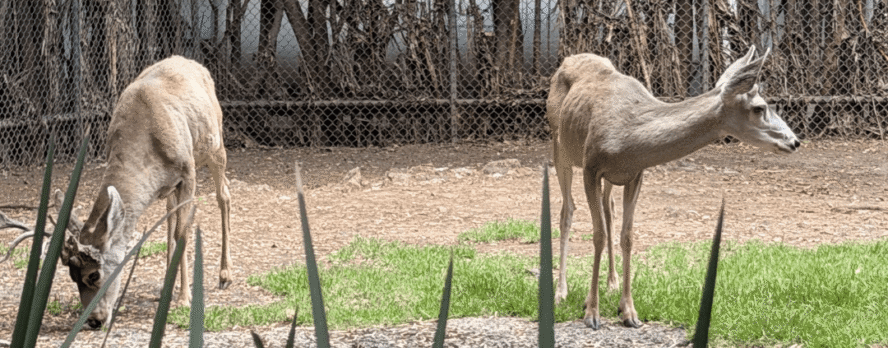 Más de 1500 animales murieron en cinco años: dentro del Zoológico de Chapultepec, en Ciudad de México