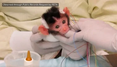 VIDEO: Monos bebés gritan aterrados en el laboratorio de la Universidad de Washington