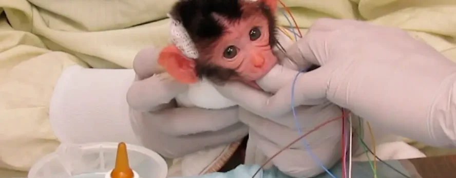 VIDEO: Monos bebés gritan aterrados en el laboratorio de la Universidad de Washington