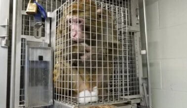 VIDEO: Todos los laboratorios de animales son como los laboratorios de Mass General Hospital