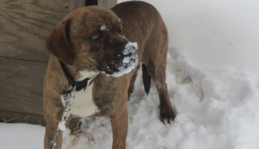 Esto es lo que una Azotea Significa Para tu Perro En Este Invierno