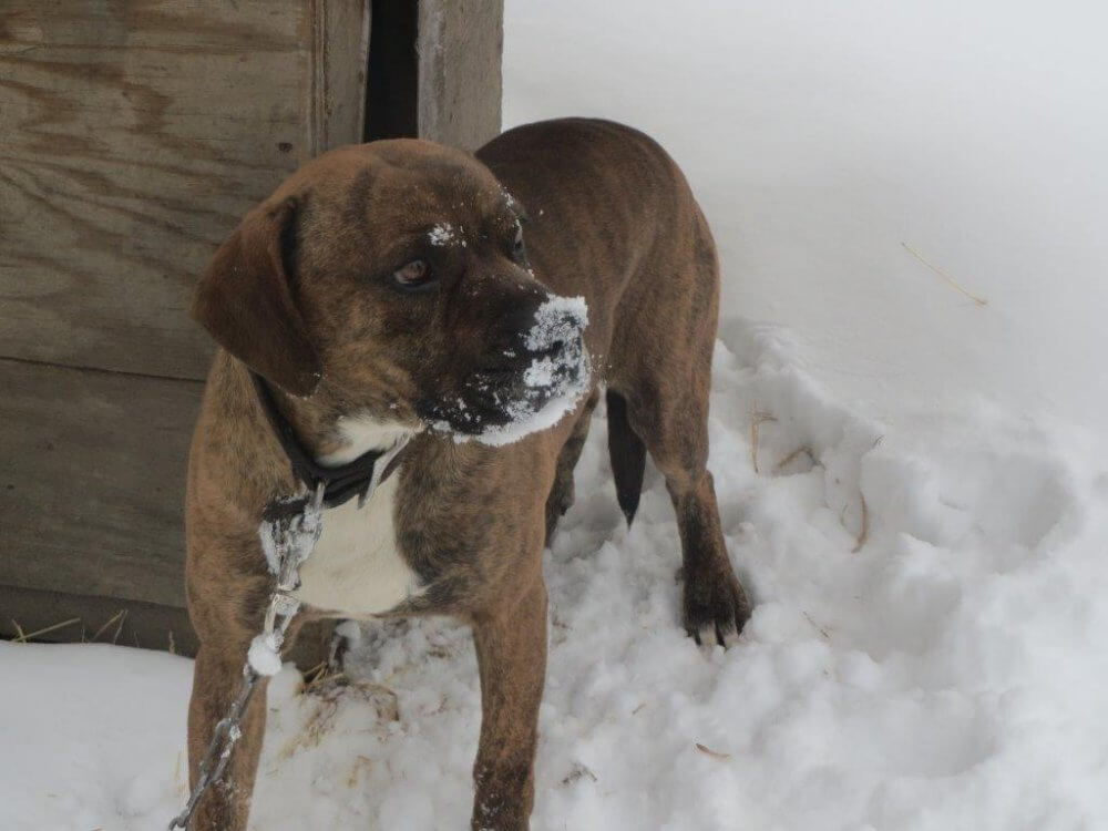 dog chained outside in snow