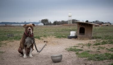 Por Qué PETA Apoya Los Esfuerzos de Protección Específicos Para Los Pitbulls