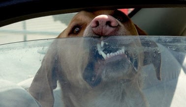 10 perros en peligro de morir en un coche caliente