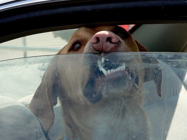 dog trying to escape a hot car