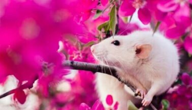 ¡Lee Todos los Detalles! Cómo Científicos de PETA Promueven Pruebas Sin Animales