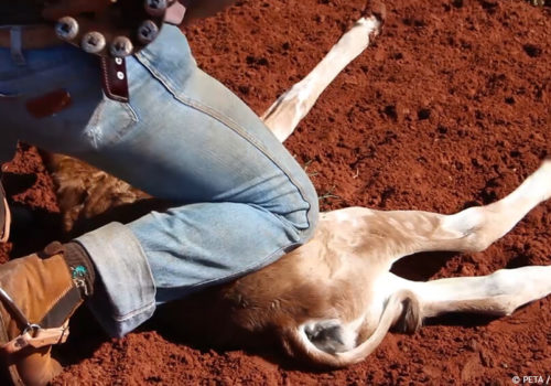 La mantiene inmovilizada doblándole el cuello, con todo el peso de su cuerpo sobre ella.