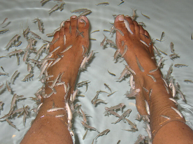 fish spa