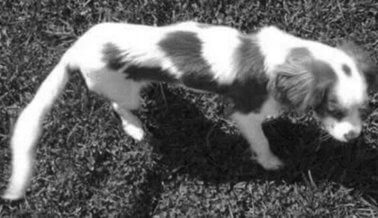 Buckley: La Vida y Muerte de un Spaniel en un Laboratorio Buckley: La Vida y Muerte de un Spaniel en un Laboratorio