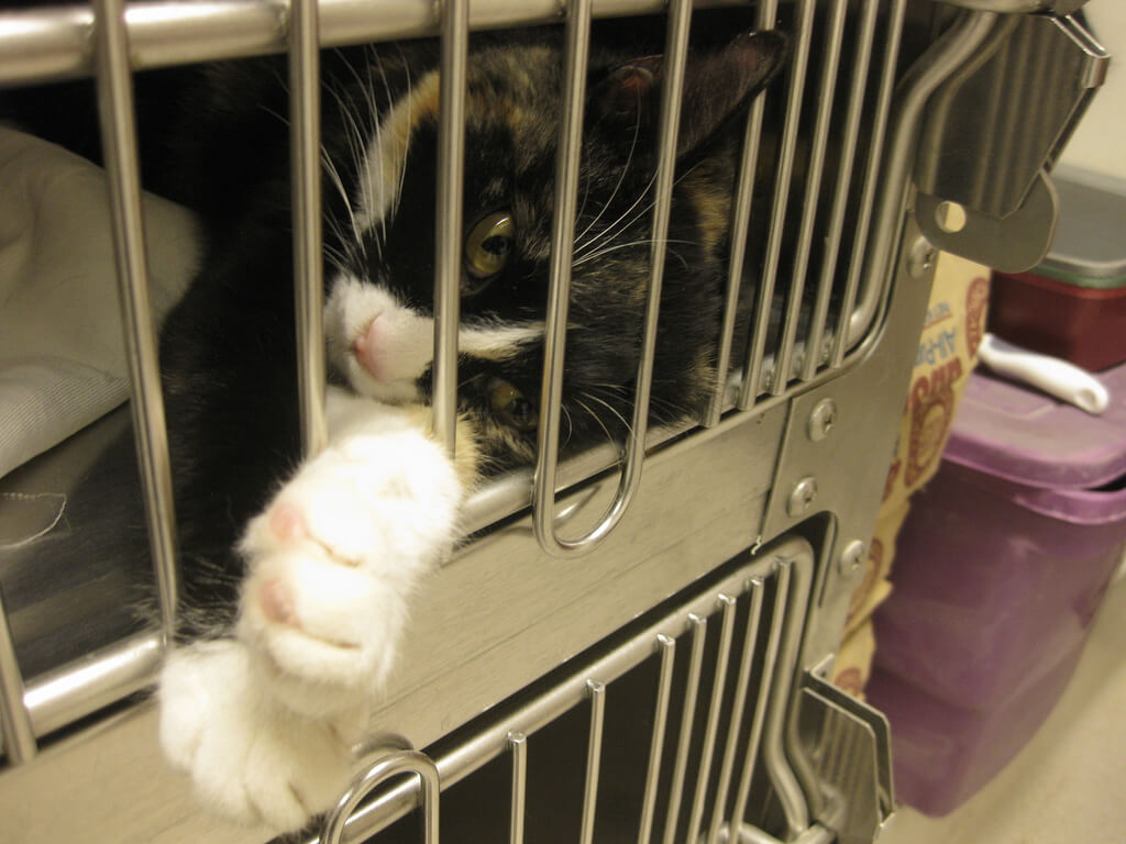 cat inside cage at shelter