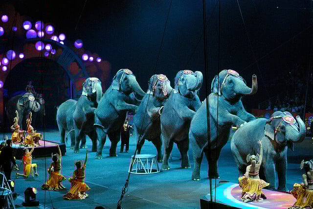 CIRCUS ELEPHANTS