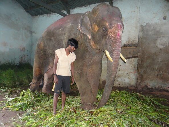 3733.Sunder-back-in-drak-shed-with-chains_5F00_11-August-2012