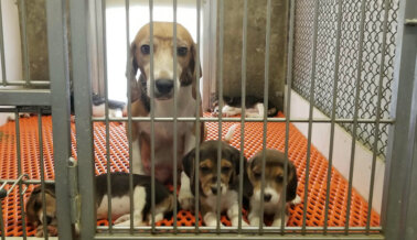 Tras exposé de PETA, la instalación infernal de cría de beagles de Envigo se cerrará; los 4000 perros sobrevivientes están siendo trasladados para su adopción