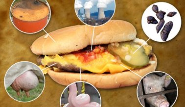 ¡Asqueroso! 7 cosas que realmente se hallan en la comida