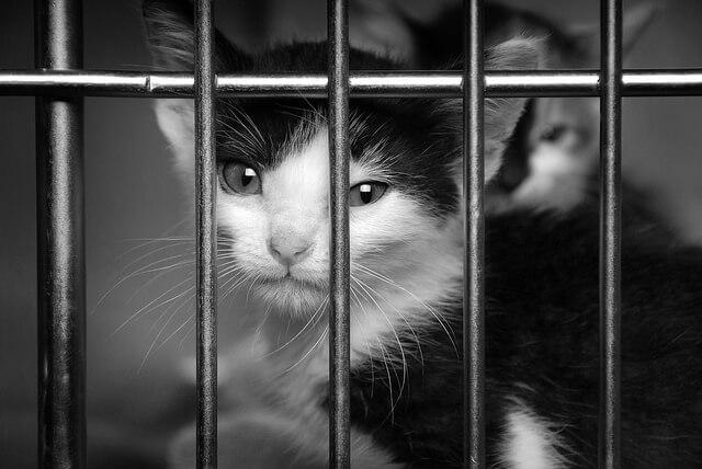 Homeless Kitten in a Cage