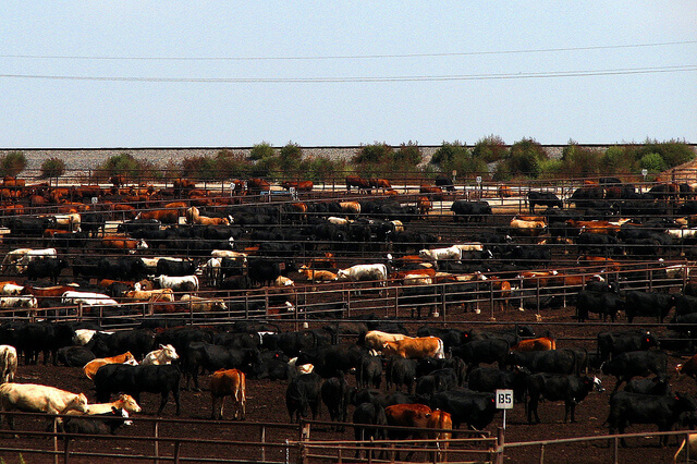 cows on feedlot