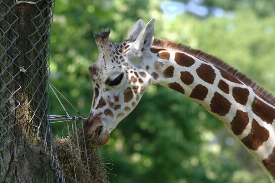 giraffe