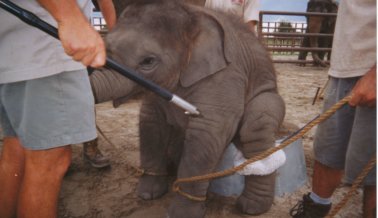 El elefante Kenny aún era un bebé cuando murió en Ringling