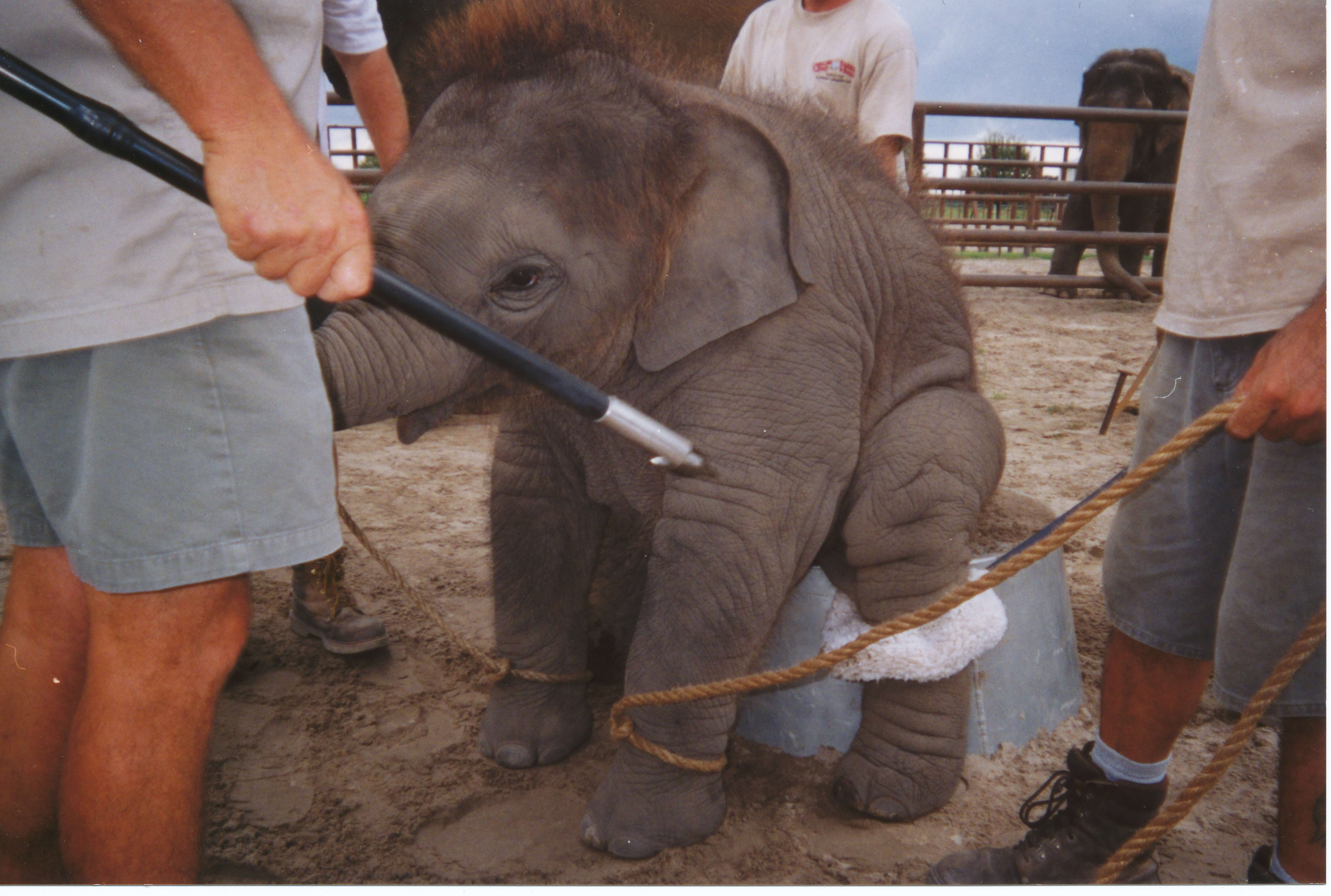 baby elephants being trained to sit up on a tub