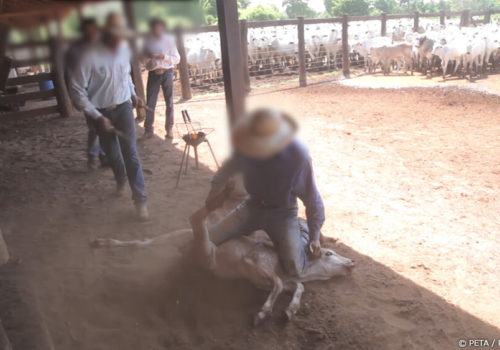 Un trabajador inmoviliza a una vaca en el suelo para marcarle el rostro con un hierro ardiente.