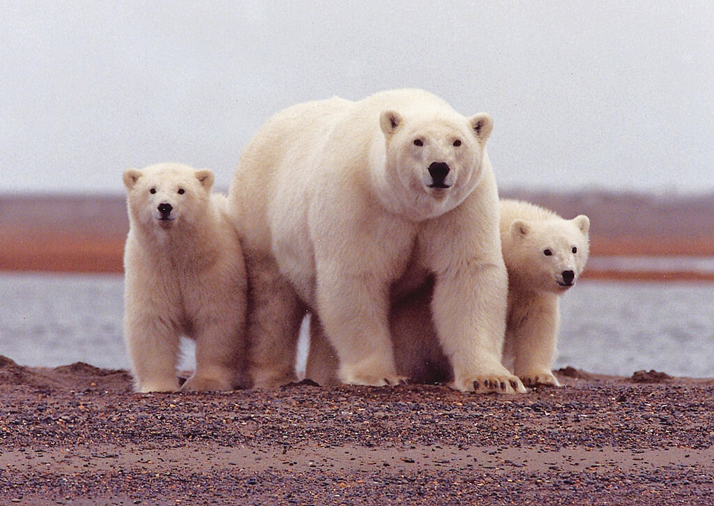 polar bear and cubs