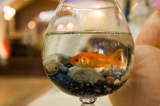 Goldfish in bowl