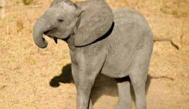 Los adorables elefantes bebé: ¡Nacidos para ser libres! (Fotos)