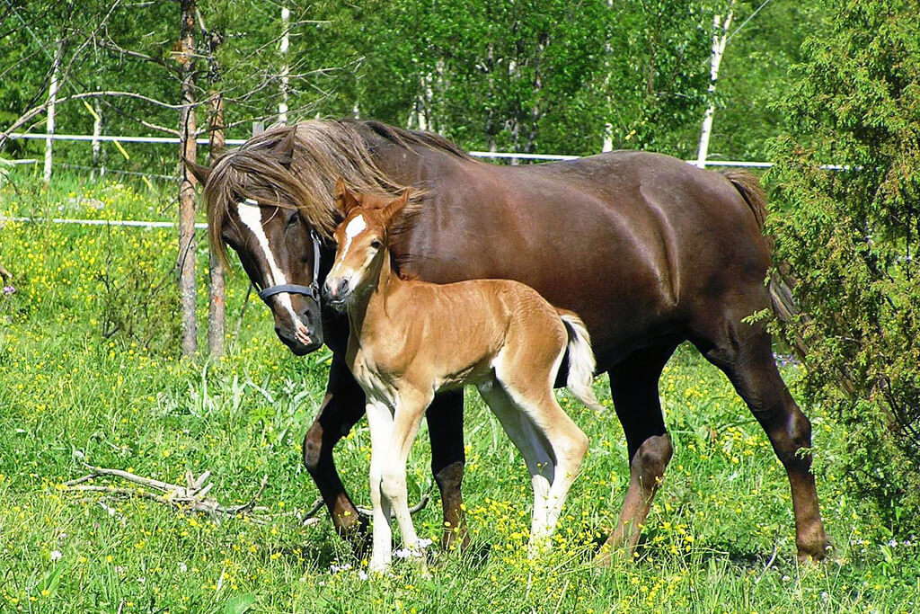 Mother horse and baby (foal)