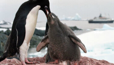 Nueve datos sobre los pingüinos que quizás no conozcas