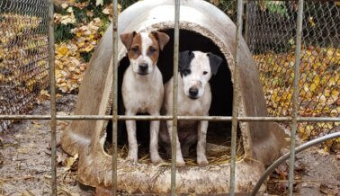 Investigación Encubierta: Perros Desesperados, Confinados por Criador que Mutila a los Cachorros