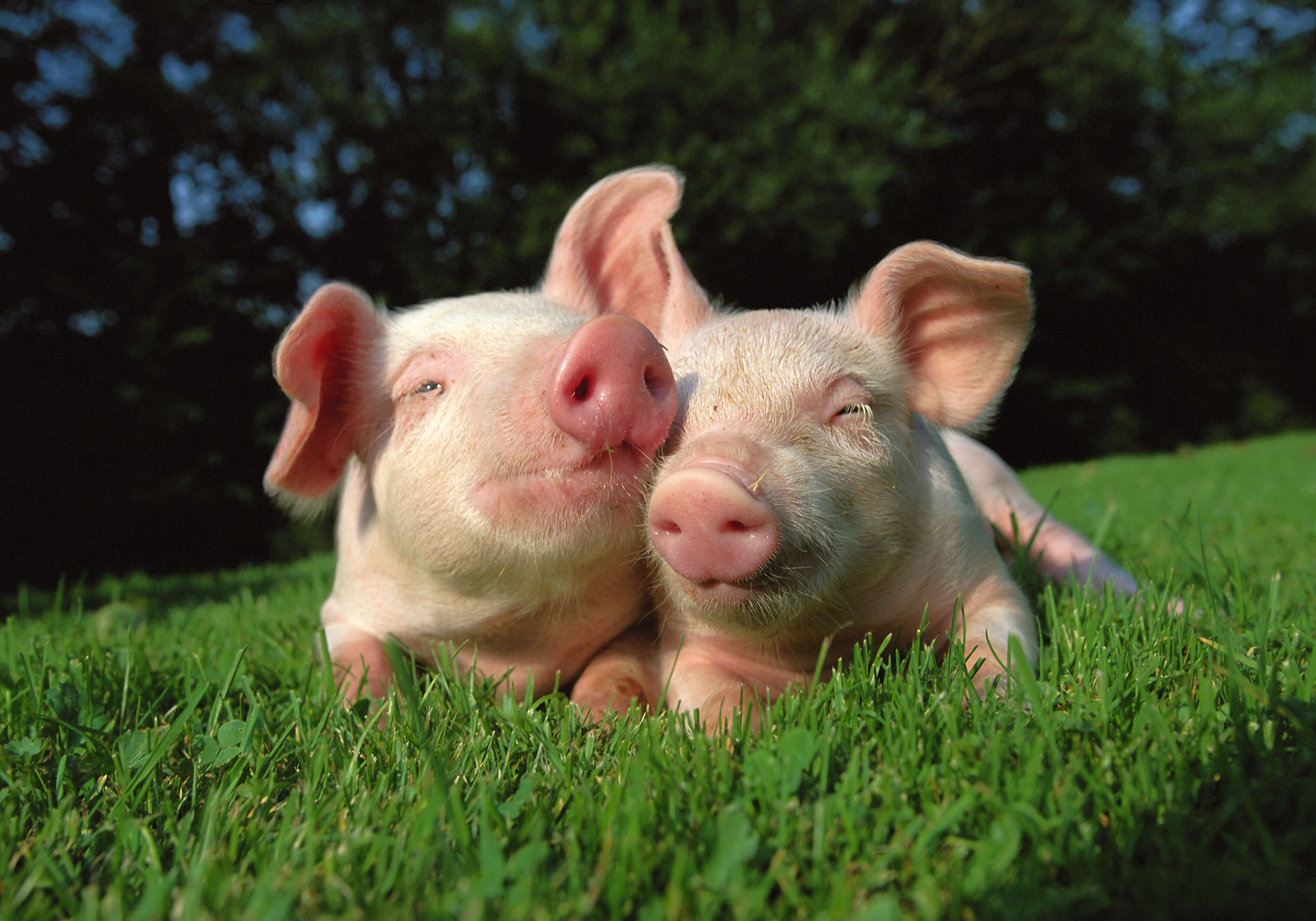 cute happy pigs