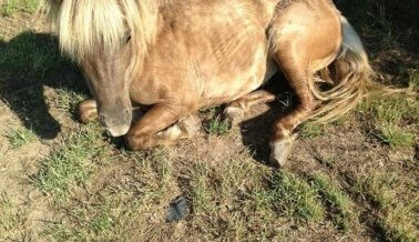 Mataderos – El lugar donde son enviados algunos caballos de carrera