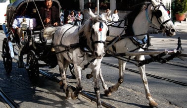 10 razones por las que pasear en un carruaje halado por caballos es cruel, no romántico