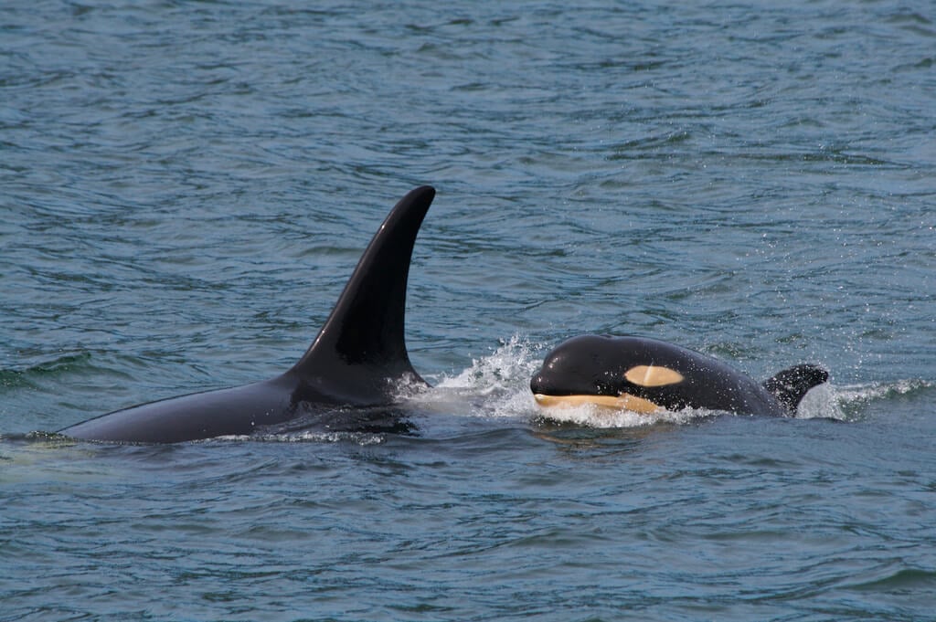 Orca mother and calf in nature