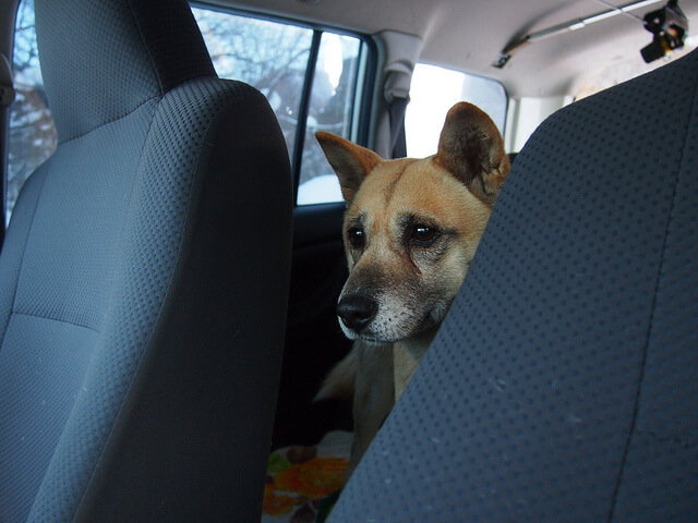 dog inside car