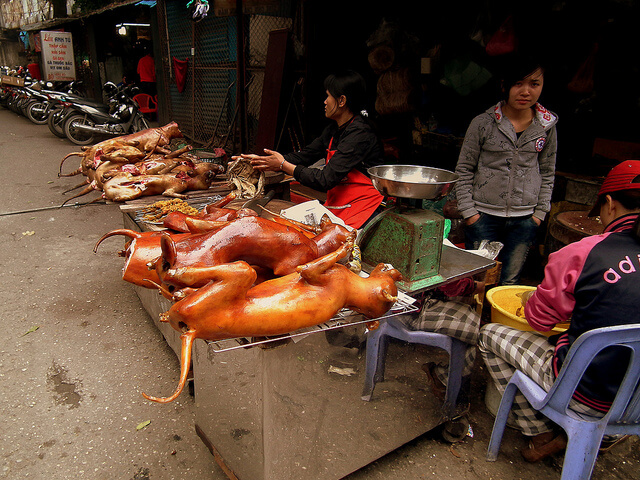 dog meat in vietnam- strange animals people eat