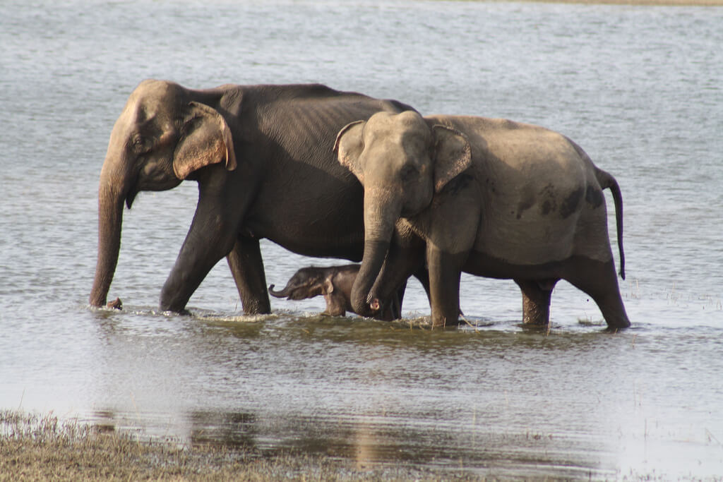 elephant family in water